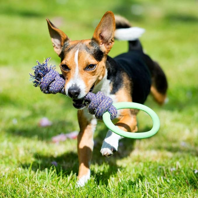 Beco Hoop on Rope Toy for Dogs