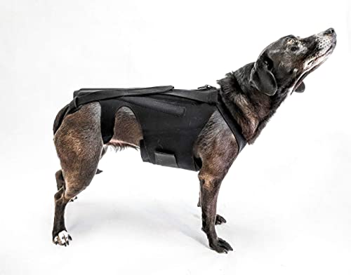 Ivdd dog brace outlet