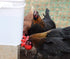 RentACoop Automatic Chicken Water Nipple Cup Waterer Kit for Poultry (Pack of 6)