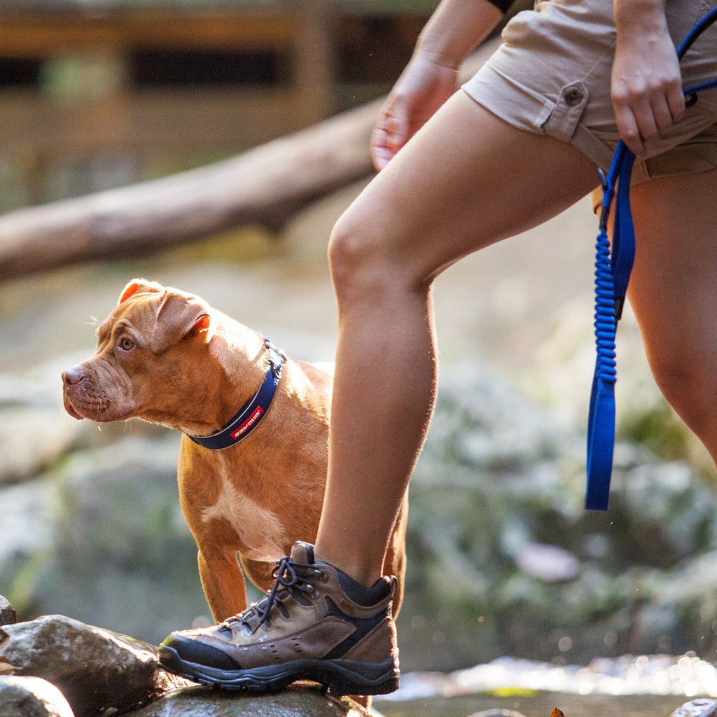 Best shock absorbing clearance dog lead