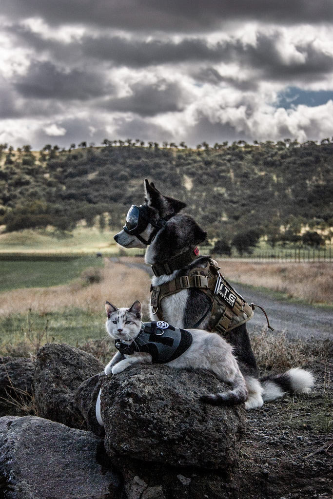 OneTigris Tactical Dog Harness Vest with Handle, Military Dog Harness –  PETOLY