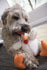 Small White Rooster with Chew Guard Technology Plush Dog Toy