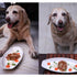 Fresh For Paws Egg White Stew, Dog Wet Treat