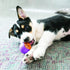 KONG Squeezz Action Ball Dog Toy, Blue and Red