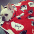 Pawsindia Cozy Blanket for Pet