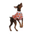 Pawsindia Blossom T-Shirt For Dog, Orange