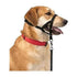 Trixie, Top Trainer Training Harness