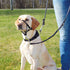 Trixie, Top Trainer Training Harness